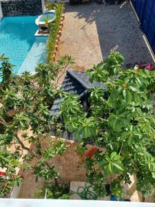 拉斯特拉纳斯Doña Mayra Aparta Hotel的花园,花园内种植着植物,毗邻游泳池