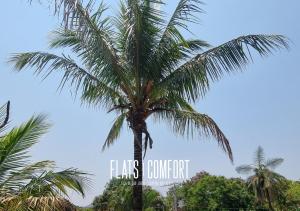 圣若热岛NOVIDADE FLATS COMFORT na Vila de São Jorge - Chapada dos Veadeiros的蓝天背景的棕榈树