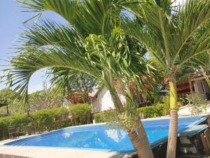 皮皮岛皮皮西普度假酒店的两棵棕榈树,毗邻游泳池