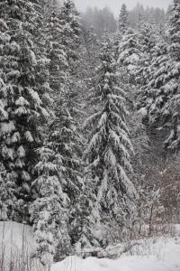阿祖加Nova Montan Azuga的森林中积雪覆盖的树木