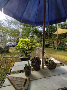达叻府Baan Hotelier Resort的一张桌子上放着蓝伞和盆栽植物