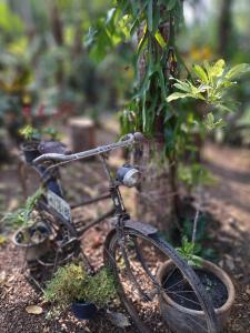 达叻府Baan Hotelier Resort的自行车停在植物旁边