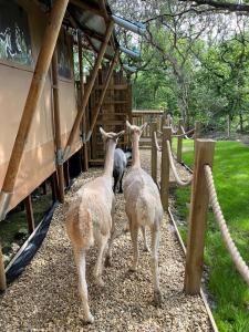 滕比Robin Hood Safari Tent的三只骆驼站在围栏旁边
