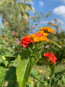 莱西纳Agriturismo Masseria Cannella的一群橙色和红色的花在田野里