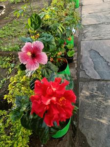博帕尔Jheelam Homestay的花园里的花团锦簇