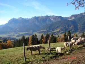 AubergGruppenhaus Hirzhof的一群羊在山丘上放牧