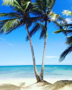 蓬塔卡纳Playa Palmera Beach Resort的两棵棕榈树,在海滩上