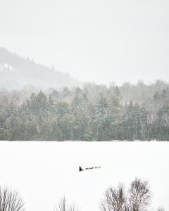 普莱西德湖Bluebird Lake Placid的鸟在雪中飞过湖面