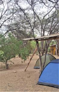 卡诺阿斯德蓬萨尔Camping Matufa Mancora的树旁田野上的两个帐篷