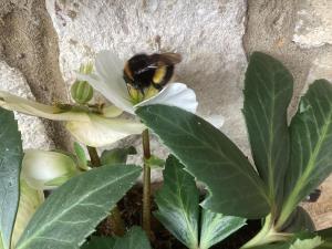 灵伍德Forest Heath Holidays - Denphyl的坐在白花上的蜜蜂