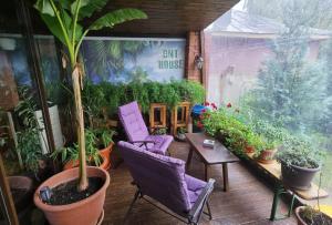 CîrceaDNT HOUSE & Spa的庭院设有紫色椅子、桌子和植物