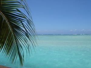 帕佩托艾费努阿马塔伊奥阿酒店的从棕榈树上欣赏海景