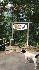 大吉岭塔哈加塔农家乐的一只黑白狗站在标志前