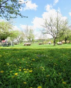 Balabanağa Çiftliği Camping的一片绿草,种着花草和树木