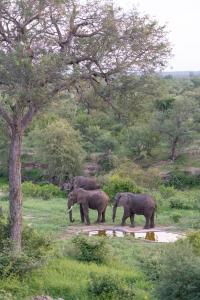 巴卢莱自然保护区腊肠树野生动物园露营地旅馆的三头大象站在一棵树附近的田野里
