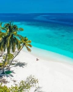 科卢马杜卢Blue Wave Hotel Maldives for SURF, FISHING and Beach的白色海滩上的棕榈树与大海
