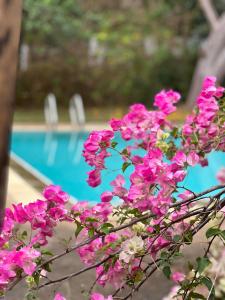 清迈resort hoshihana的游泳池旁的一束粉红色的花