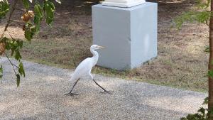 阁科考天堂别墅B3度假屋的一只白鸟在地里靠近盒子