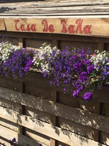 埃纲尔赫姆CasaDeKaMa的木墙上的一束紫色花