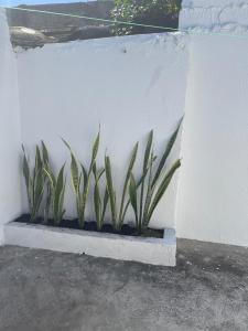 里奥阿查Apartamento Vacacional Riohacha的两株植物在种植园的白色墙边