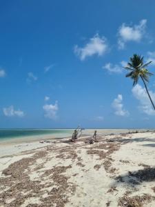 基林多尼Mgeni Homestay的棕榈树在沙滩上与大海