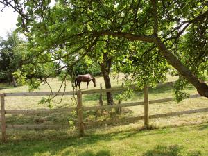 Hanley CastleTickeridge Farm的围栏旁边的田野里放牧的马