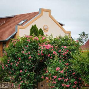 毛科Garden Vendégház Makó的一座房子前面的灌木丛,花粉红色