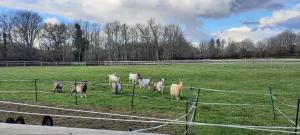 灵伍德Blashford Manor Farmhouse - New Forest Cottage的一群羊在田野里散步