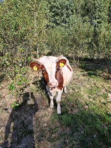 Domek nad stawem的站在田野中的棕色和白色牛