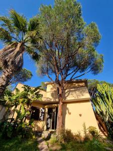 福特村Villa Regina的前面有棕榈树的房子