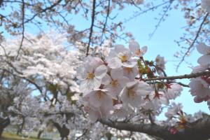 涩川市福一酒店的树上一束白色的花