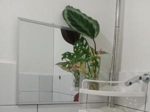 圣维森特Vincent Lloyd's Guestroom的镜子前的花瓶中的植物