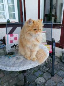 乎尔博赫Hof Idarwald的坐在椅子上的一个橙色猫
