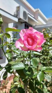 圣萨尔瓦多德朱Chalet del Rosedal的一座房子前面的粉红色玫瑰