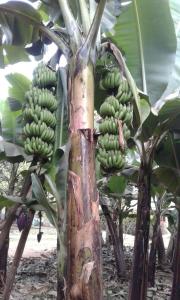 姆托瓦姆布The Hondo Hondo House, Mto wa Mbu的挂在树上的一束绿色香蕉