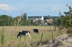 Chez Thérèse et Marguerite的两头奶牛在有栅栏的田野里放牧