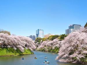 东京Keio Presso Inn Tokyo Kudanshita的城市里一条有船只和樱桃树的河流