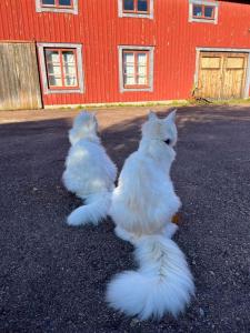Homestay in picturesque village的两只白猫坐在红楼前