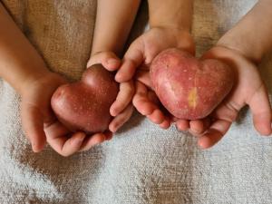 隆高地区圣玛格丽滕Löckerwirt的两只手握两只苹果,呈心形