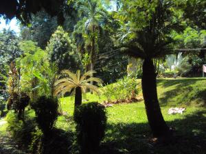 戈尔菲托La Purruja Lodge的郁郁葱葱的绿色庭院,种植了棕榈树和草