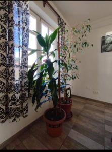 乌斯怀亚Rocio的窗户房间里两盆植物