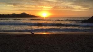 纽基Dog Friendly Stylish Modern Flat, near Beach的日落时在海滩上散步的狗
