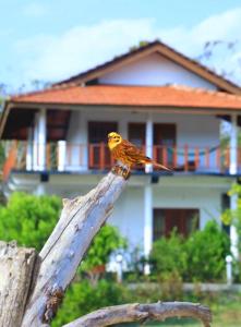 坦加拉Pearl Cave Cabanas & Resturant的木头上的小鸟