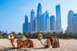 迪拜傲途格精选酒店旗下哈布图尔格兰德度假村的两个骆驼在海滩上,以城市为背景
