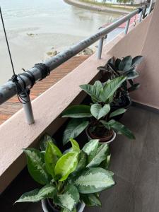 波德申PD VIP SEAVIEW w Wifi n Smart TV的一群植物在阳台上的盆里