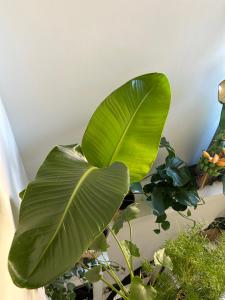 斯希丹Monkey Tree Stay的一种大片绿叶植物,在有其他植物的房间里