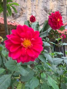宁平Trang An Peaceful Homestay的花园里种着两朵红花