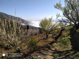 卡纳塔尔IN APPLE ESTATE KANATAL - Himalayan View Resort with Courteous Staff的享有山丘上树木繁茂的山景