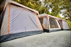 哈林海滩Joy Camping & Rooms的两顶帐篷位于树前