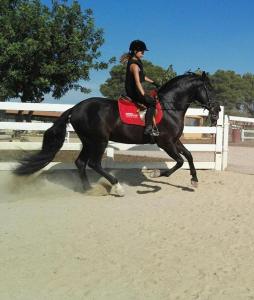 VilarrodonaRocaplana Club de Campo的女子在竞技场上骑着黑马